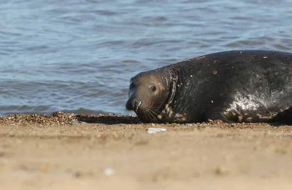 Tiro Cabeça Grande Touro Grey Seal Halichoerus Grypus Saindo Mar — Fotografia de Stock