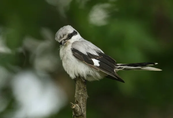 Magnifique Pie Grièche Grise Rare Lanius Excubitor Perchée Sur Bout — Photo