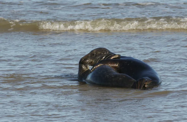 Dois Divertidos Grey Seals Halichoerus Grypus Brincam Luta Costa Durante — Fotografia de Stock