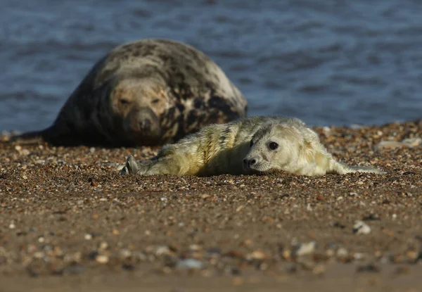 Een Lieve Pasgeboren Grijze Zeehond Halichoerus Grypus Liggend Het Strand — Stockfoto