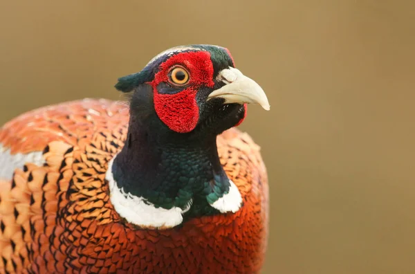 Male Pheasant Phasianus Colchicus Portrait — Stock Photo, Image