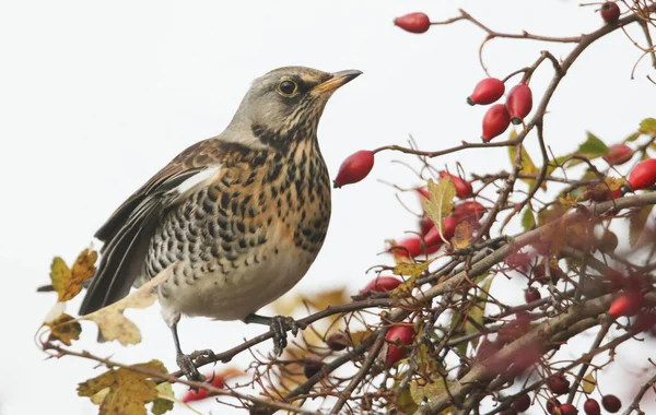 Fieldfare Turdus Pilaris Jíst Bobule Zimní Hostující Pták Velké Británii — Stock fotografie