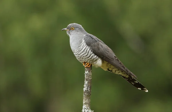 Ein Atemberaubender Kuckuck Cuculus Canorus Der Auf Einem Ast Rande — Stockfoto