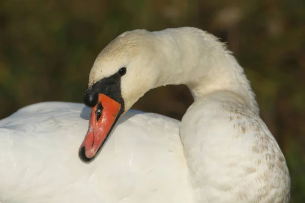 Kopfschuss Eines Atemberaubenden Höckerschwans Cygnus Olor — Stockfoto