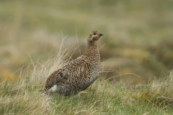 Een Prachtig Zeldzaam Vrouwtje Tetrao Tetrix Dat Een Regenachtige Dag — Stockfoto