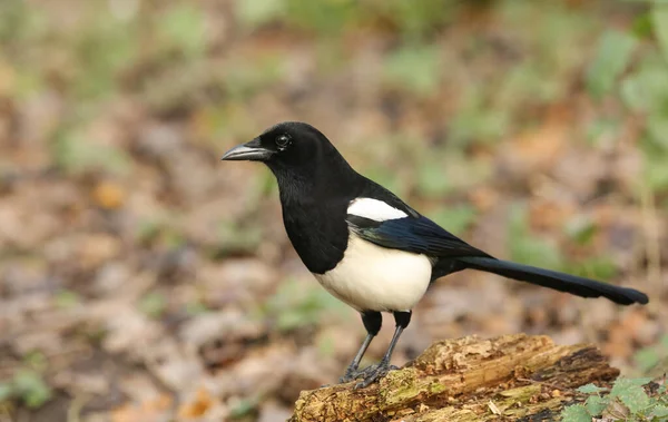 Magpie Deslumbrante Pica Pica Empoleirado Uma Caça Log Para Comida — Fotografia de Stock