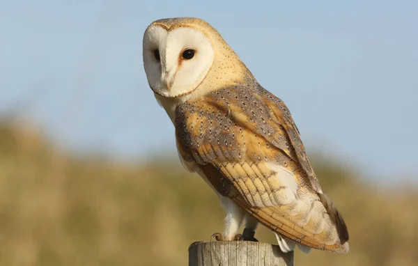 A wild hunting Barn Owl (Tyto alba) perched on a post looking for its prey.