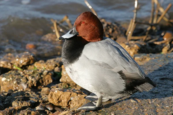 Mâle Pochard Aythya Ferina Assis Sur Bord Une Rivière — Photo