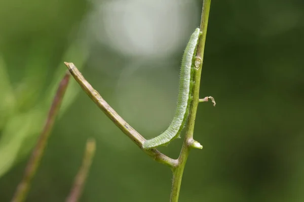 Pretty Orange Tip Butterfly Caterpillar Anthocharis Cardamines Feeding Garlic Mustard — Stock Photo, Image