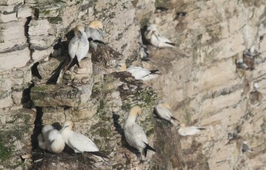 Bir Gannet kolonisi, Morus Bassanus, Yorkshire 'ın yamaçlarında ürüyor..
