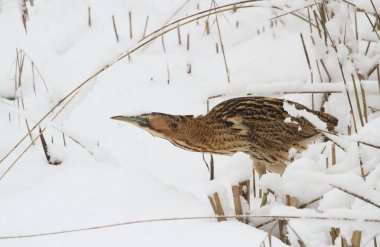 Karda yürüyen çarpıcı bir Bittern (Botaurus stellaris) kuşunun komik bir görüntüsü. Kafasında ve gagasında kar var..