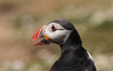 Açık gagalı martı (Fratercula arktika).