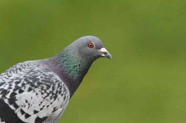 Bir Vahşi Güvercin (Columba Livia) vesikalık fotoğrafı.