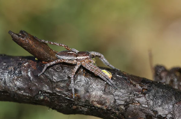 Eine Seltene Floßspinne Dolomedes Fimbrata Frisst Eine Raupe Schottischen Hochland — Stockfoto