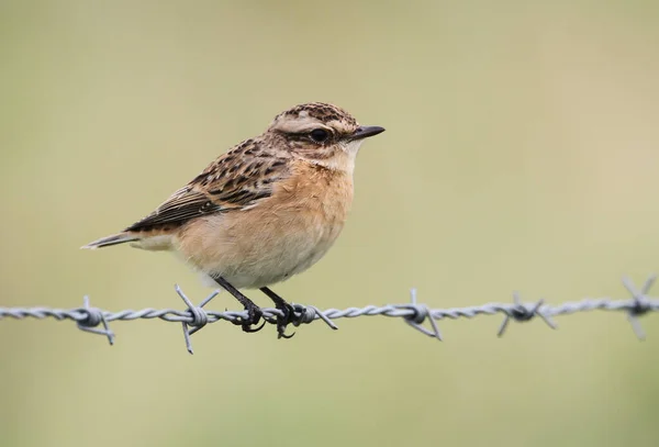 Oszałamiający Whinchat Saxicola Rubetra Siedzący Drucie Kolczastym — Zdjęcie stockowe