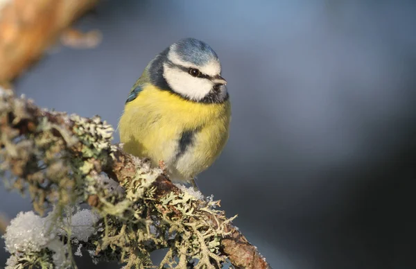 Blue Tit Cyanistes Caeruleus Perched Branch Covered Lichen Covering Snow — Zdjęcie stockowe