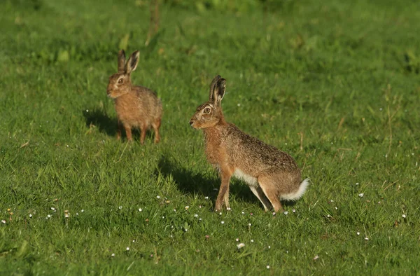 Twee Prachtige Bruine Haas Lepus Europaeus Een Weiland — Stockfoto