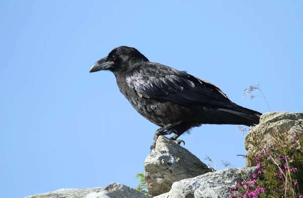 Cuervo Corvus Corax Encaramado Alto Las Montañas —  Fotos de Stock