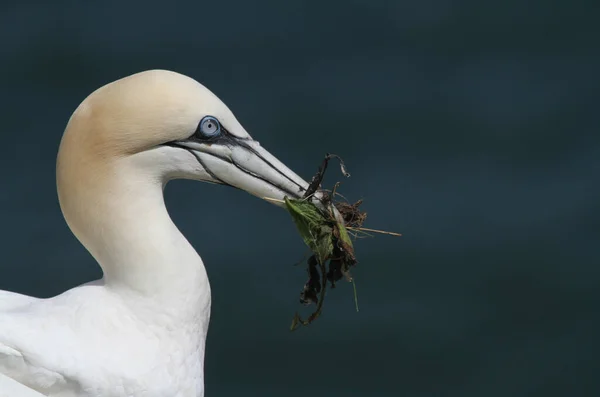 Gannet Morus Bassanus Mit Nistmaterial — Stockfoto