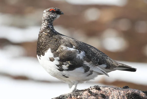 Maschio Ptarmigan Lagopus Mutus Nelle Highlands Scozzesi — Foto Stock