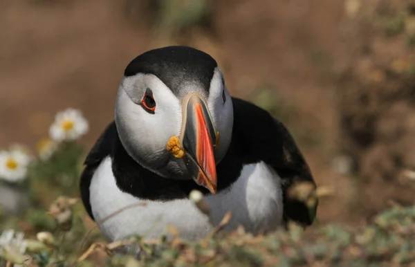 Puffin Deslumbrante Fratercula Arctica Ilha Skomer — Fotografia de Stock