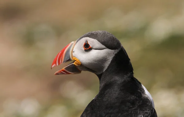 Puffin Fratercula Arctica Open Beak — 스톡 사진