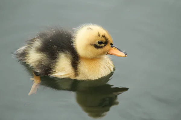 Suyun Üzerinde Yüzen Sevimli Bir Yavru Ördek — Stok fotoğraf