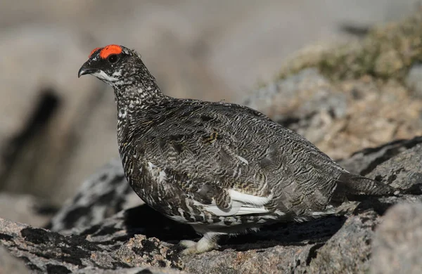 Manlig Ptarmigan Lagopus Mutus Bergen Skottlands Högländer — Stockfoto