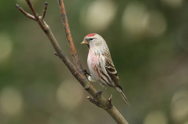 Redpoll Común Carduelis Flammea Encaramado Una Rama — Foto de Stock