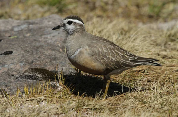 Ένα Σπάνιο Dotterel Charadrius Morinellus Στα Highlands Της Σκωτίας — Φωτογραφία Αρχείου