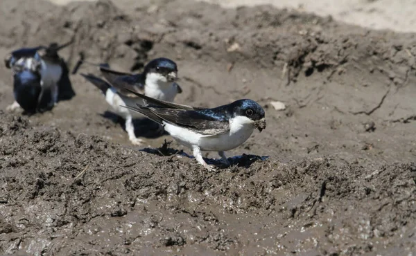 House Martin Delichon Urbica Samla Lera För Att Göra Sina — Stockfoto