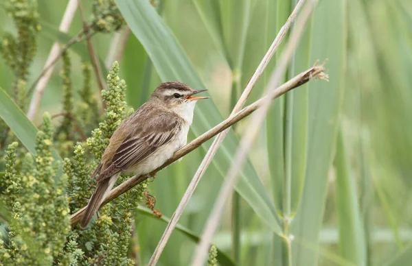 Спів Sedge Warbler Acrocephalus Schenobaenus Сів Очерет — стокове фото