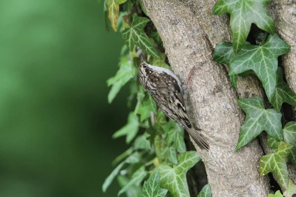 Beautiful Treecreeper Certhia Familiaris Perched Branch Surrounded Ivy Leaves — Stock Photo, Image