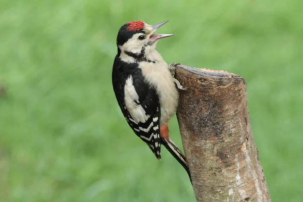 Ένα Μωρό Μεγάλη Spotted Woodpecker Dendrocopos Major Σκαρφαλωμένο Στην Πλευρά — Φωτογραφία Αρχείου