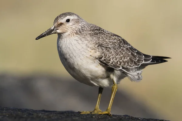 İskoçya 'da bir kayaya tünemiş çarpıcı bir düğüm (Calidris canutus).