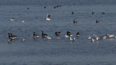 Bir grup güzel Brent Goose (Branta bernicla) ve Kara Kafalı Martı (Chroicocephalus ridibundus) bir deniz kabuğunda ayakta, yüzerek, temizlik yaparak ve beslenerek.