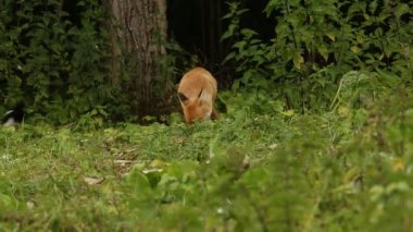 Vahşi Kızıl Tilki (Vulpes vulpes) ormanın kenarındaki bir tarlada besleniyor..