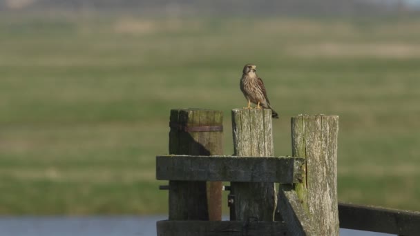 Bonito Cernícalo Falco Tinnunculus Posado Sobre Una Madera Después Comer — Vídeos de Stock
