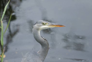 Gri balıkçıl, Ardea Cinerea, gölün kenarında avlanırken bir vesikalık..