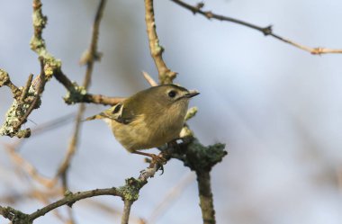 Büyüleyici bir Goldcrest (Regulus regulus) bir dala tünemiş ve yiyecek böcek arıyordu..