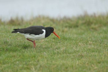 Güzel bir istiridye avcısı, Haematopus ostralegus, İngiltere 'nin karanlık yağmurlu bir gününde bir tarlada yiyecek arıyor..