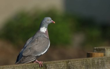 Güzel bir Woodpidgeon, Columba palumbus, ahşap bir çite tünemiş..