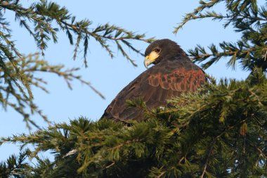 Çam ağacına tünemiş bir Harris Şahini (Parabuteo unicinctus).
