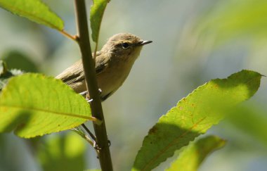 Güzel bir Chiffchaff, Phylloscopus collybita, bir söğüt ağacının dalına tünemiş. Yemek için böcek avlıyor..