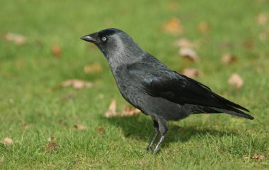 Çimlerin üzerinde duran güzel bir karga (Corvus monedula). 