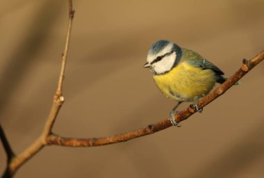 A beautiful adult Blue Tit (Cyanistes caeruleus) perched on a branch in golden light.