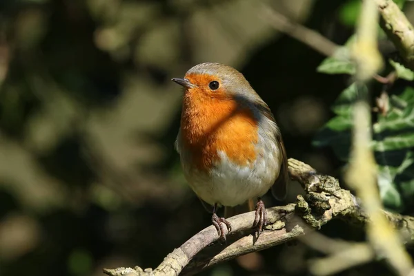 Een Mooie Robin Roodborst Erithacus Rubecula Zittend Een Tak Van — Stockfoto