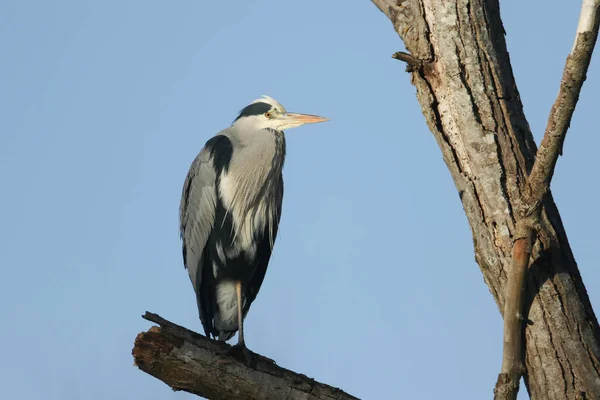 Uma Deslumbrante Garça Cinzenta Ardea Cinerea Empoleirada Galho Alto Uma — Fotografia de Stock