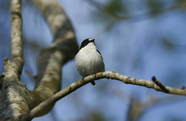 Beautiful Male Pied Flycatcher Ficedula Hypoleuca Perching Branch Tree — Stock Photo, Image