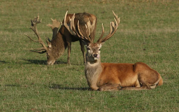 Grand Cerf Rouge Cervus Elaphus Reposant Dans Une Prairie Pendant — Photo